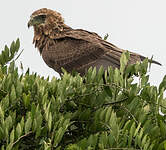 Bateleur des savanes