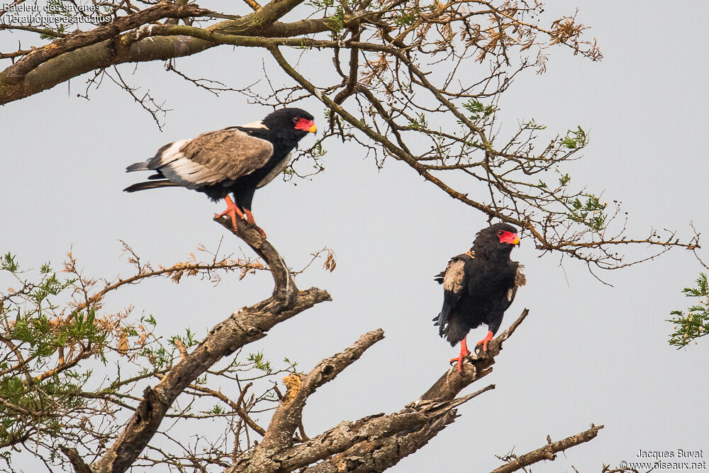 Bateleur des savanesadulte nuptial