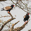 Bateleur des savanes