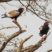 Bateleur