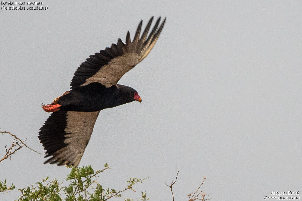 Bateleur male adult