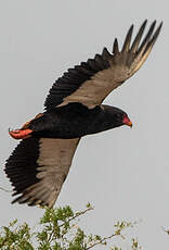 Bateleur des savanes