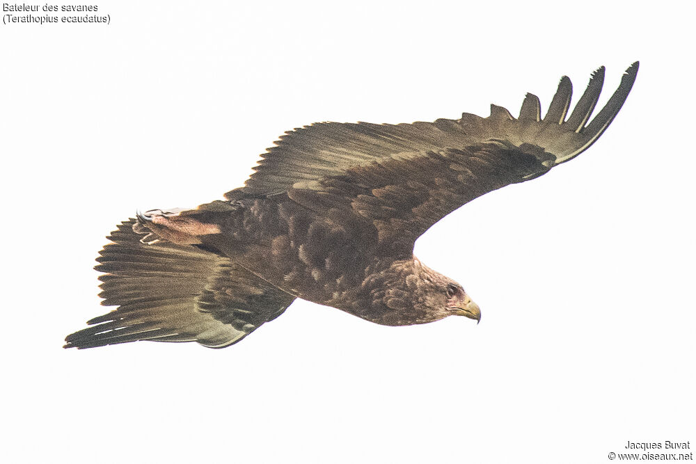 Bateleur des savanesimmature