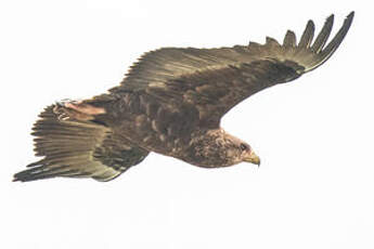 Bateleur des savanes