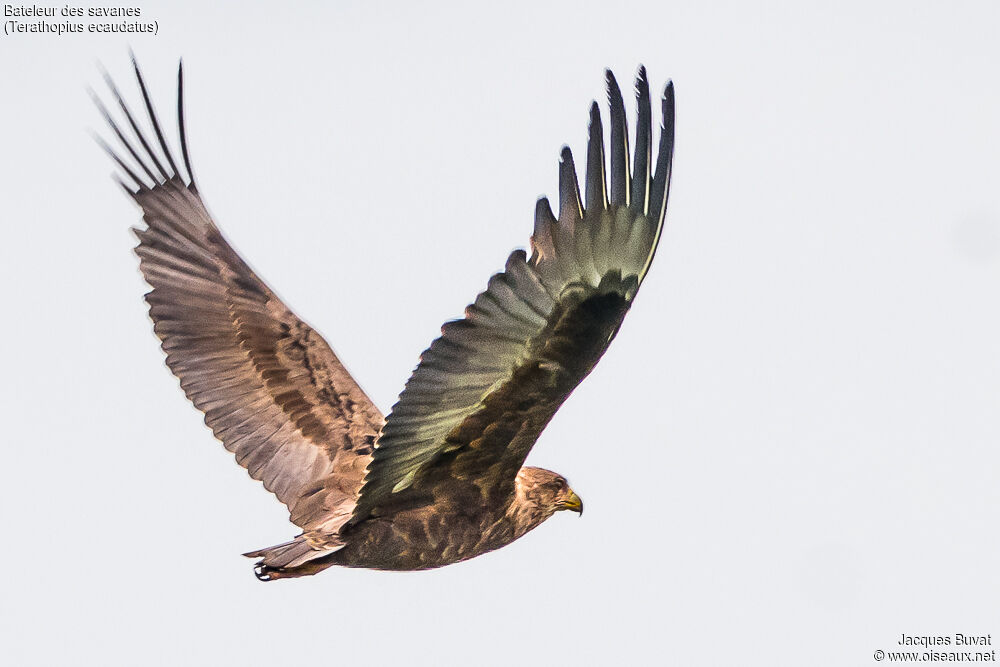 Bateleur des savanesimmature