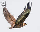 Bateleur des savanes