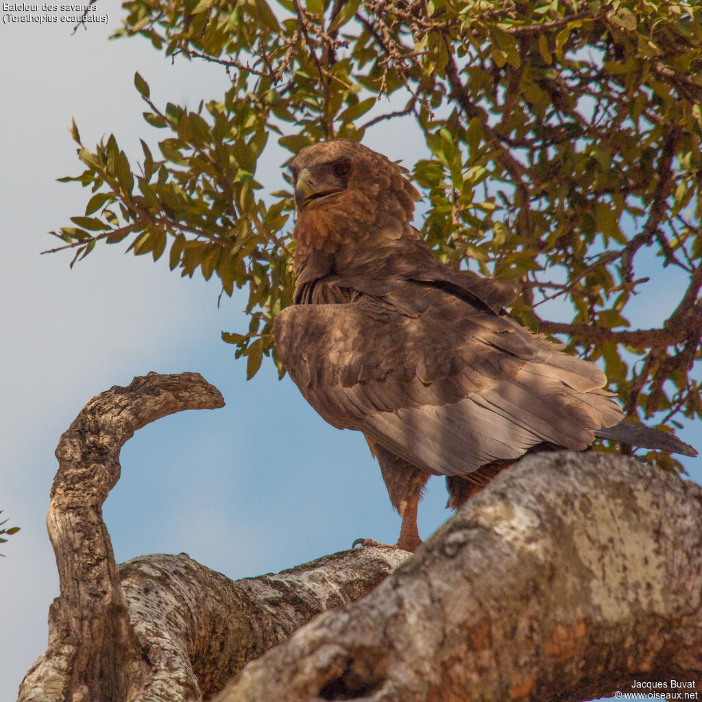 Bateleur des savanesimmature, portrait, composition, pigmentation