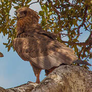 Bateleur