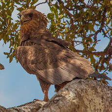 Bateleur des savanes