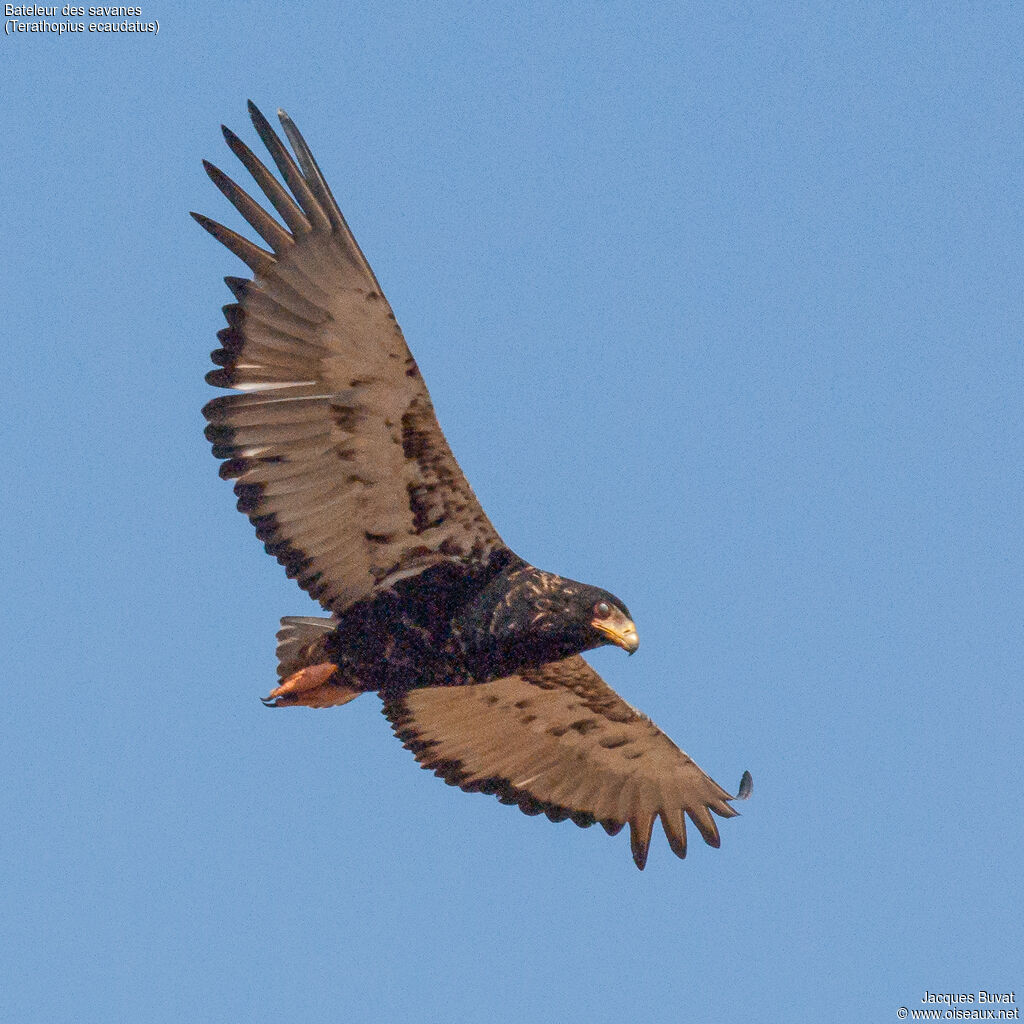 Bateleur female subadult transition, aspect, pigmentation, Flight