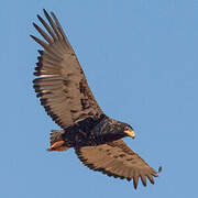 Bateleur des savanes