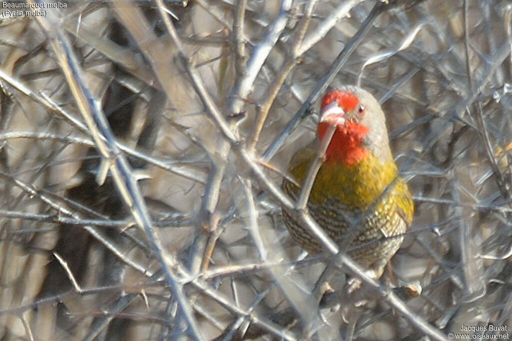 Green-winged Pytiliaadult, identification