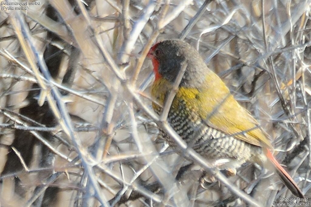 Green-winged Pytiliaadult, identification