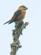 Parrot Crossbill