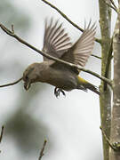 Parrot Crossbill