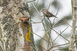 Parrot Crossbill