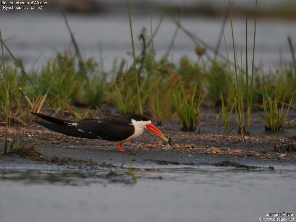 African Skimmeradult, habitat, aspect, pigmentation