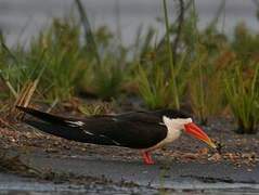 African Skimmer