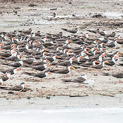 Black Skimmer