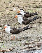 Black Skimmer