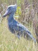 Shoebill