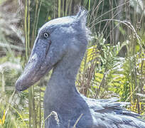 Shoebill