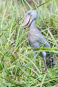 Shoebill