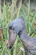 Shoebill