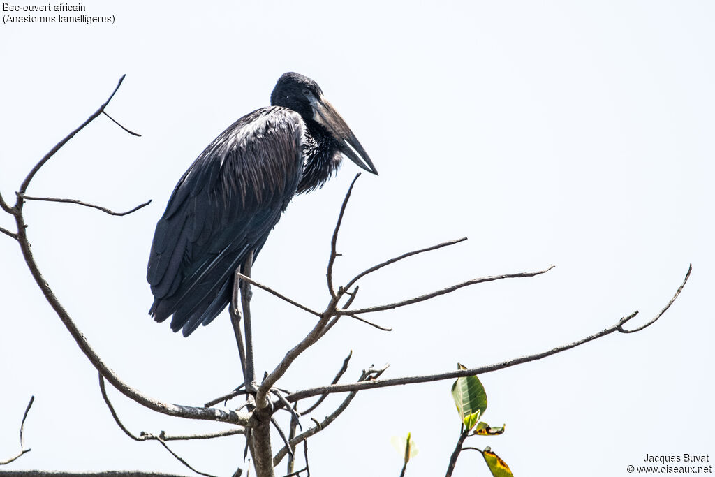 African Openbilladult