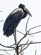 African Openbill