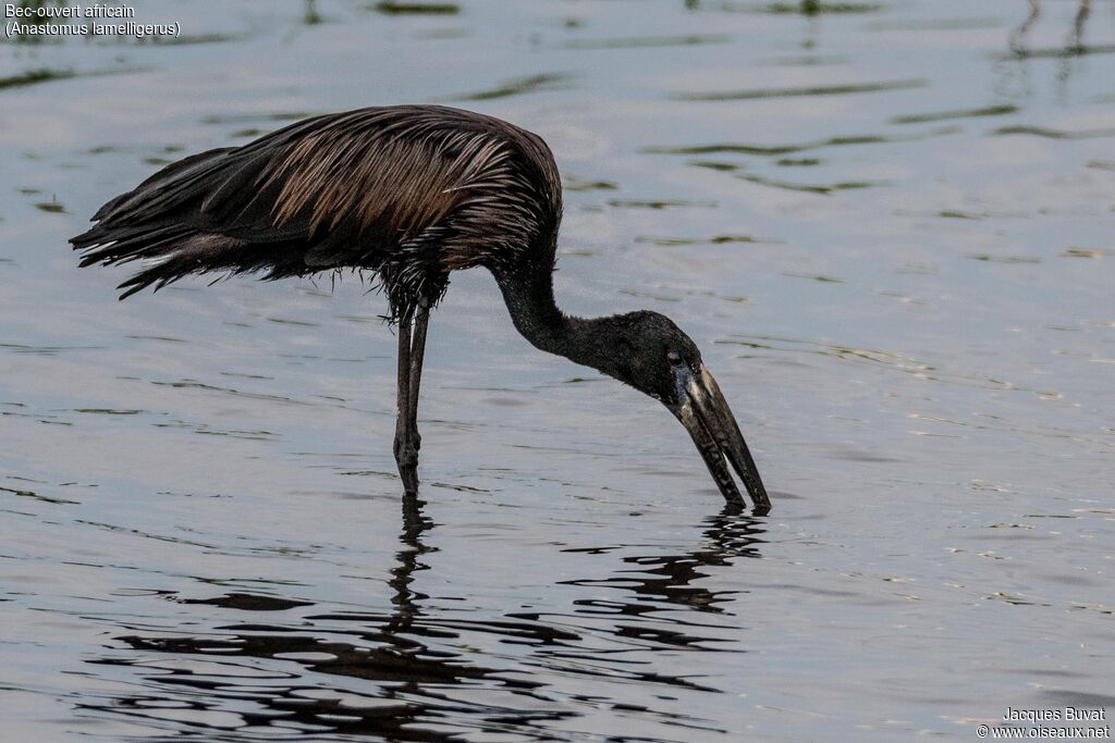 African Openbill