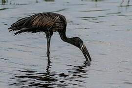 African Openbill