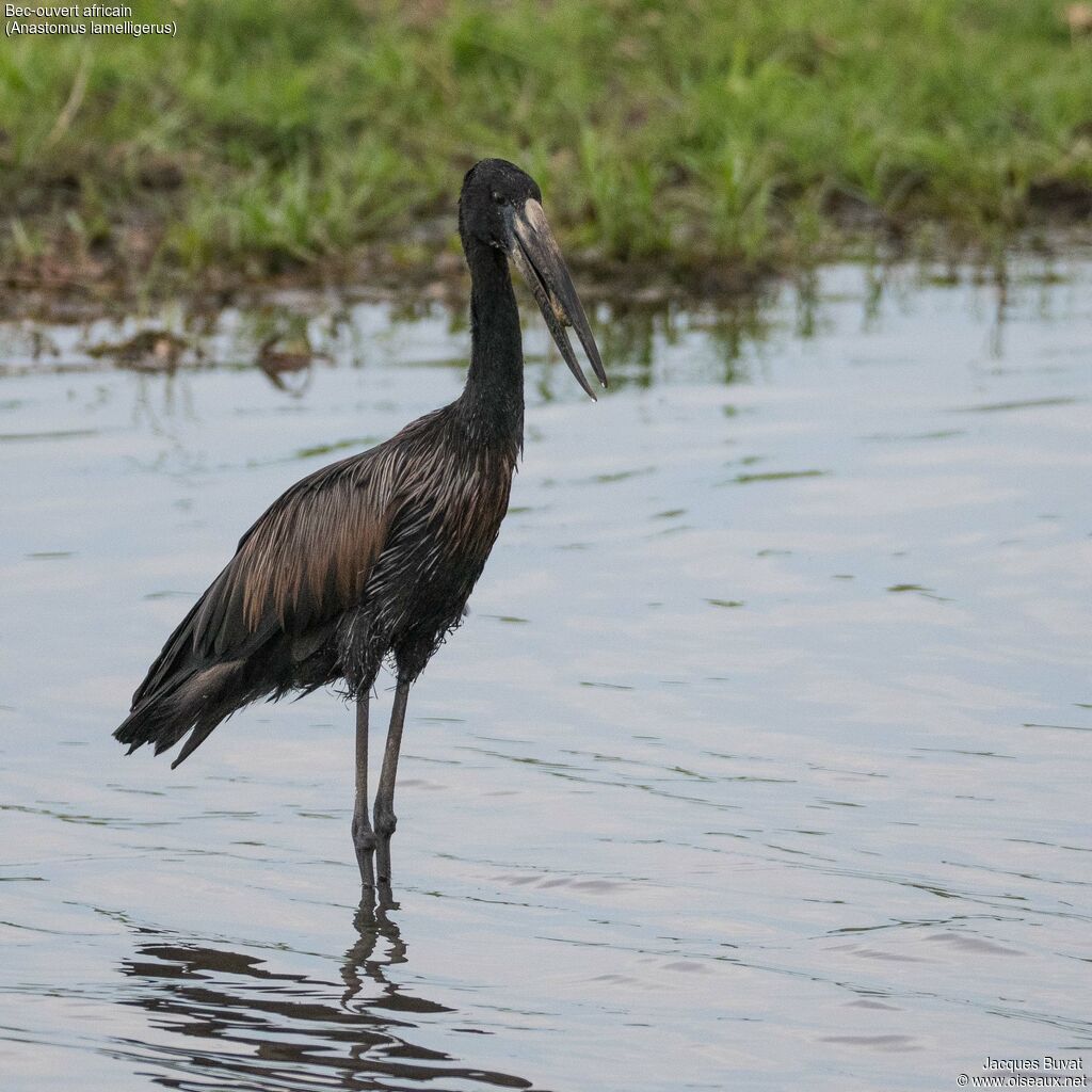 African Openbill