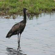 African Openbill