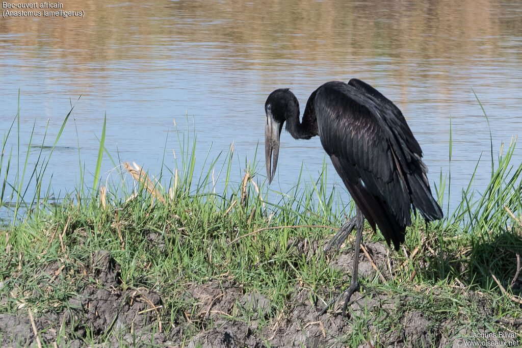 African Openbilladult breeding, close-up portrait, aspect, pigmentation