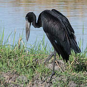 African Openbill