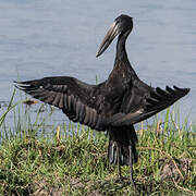 African Openbill