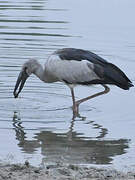 Asian Openbill