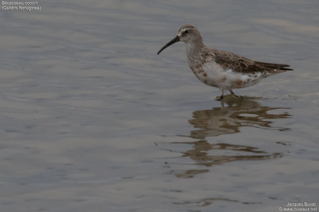 Curlew Sandpiperadult transition, identification, habitat, aspect, pigmentation, walking