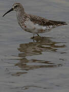 Curlew Sandpiper