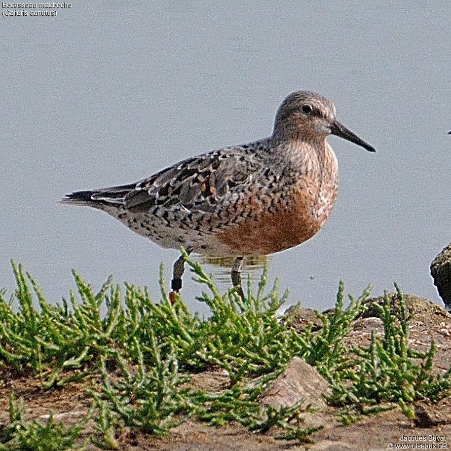 Red Knot