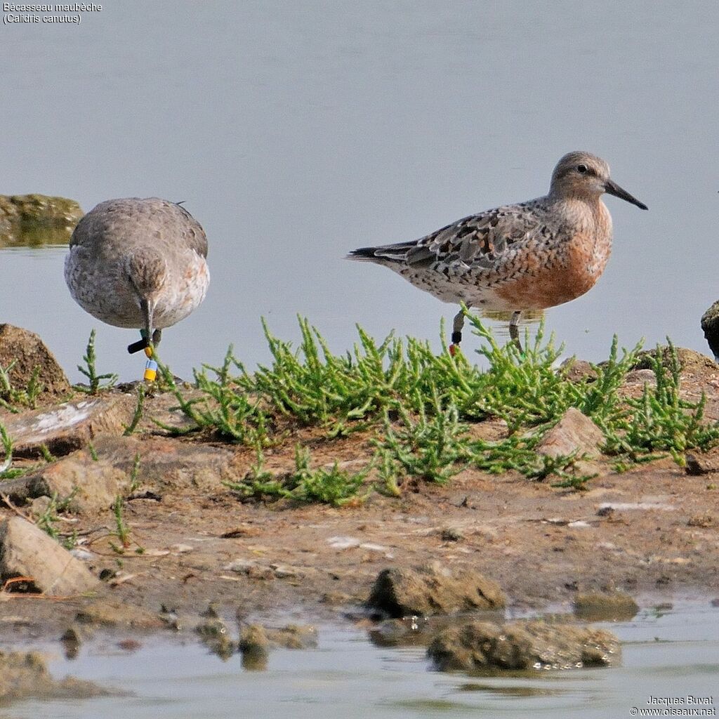 Bécasseau maubècheadulte, identification, composition, pigmentation