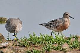 Red Knot