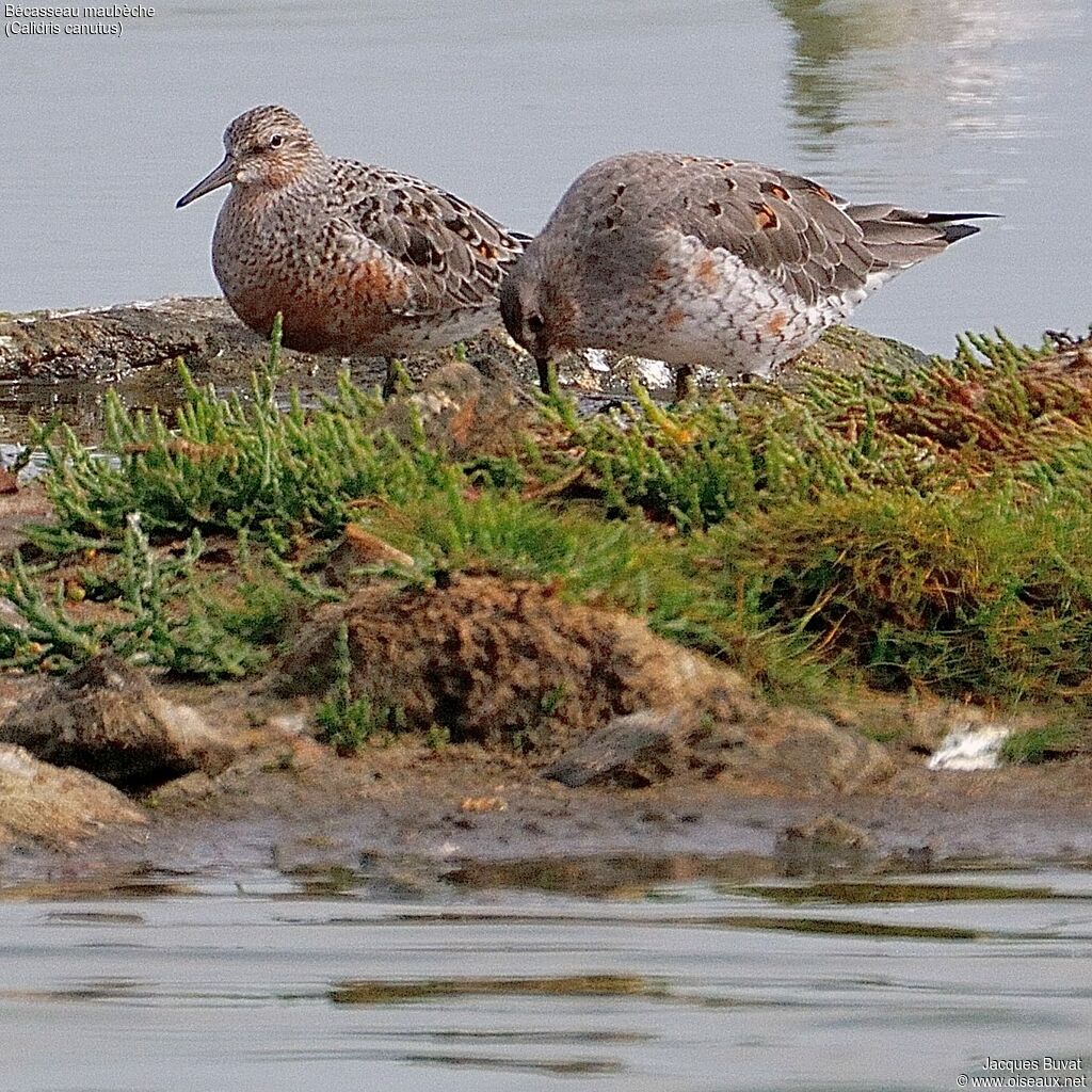 Bécasseau maubècheadulte, habitat, composition, pigmentation, mange