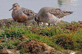 Red Knot