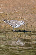 Little Stint