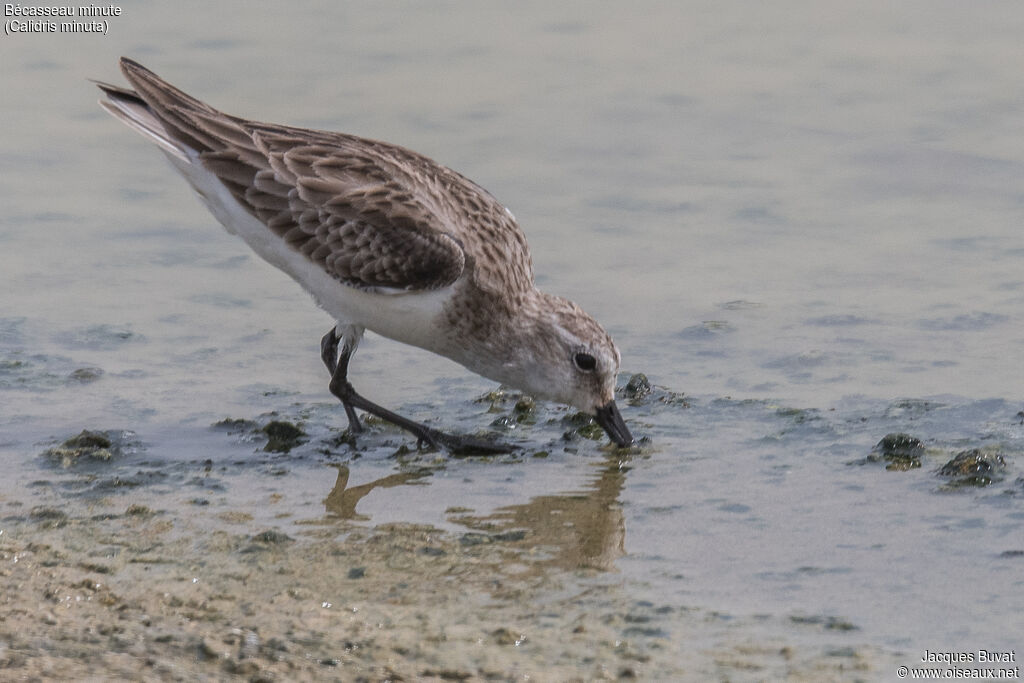 Little Stintadult post breeding, identification, aspect, pigmentation, eats