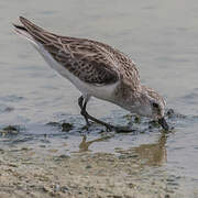 Little Stint