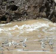 Sanderling