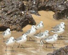 Bécasseau sanderling